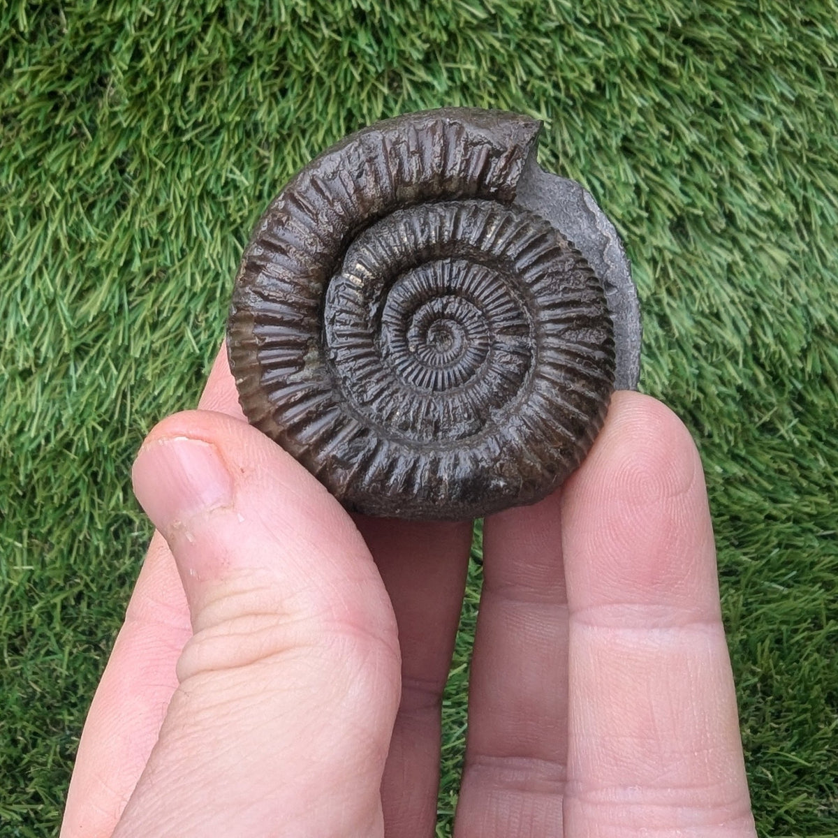 Ammonite fossil - Whitby Jurassic coast - North Yorkshire Fossils