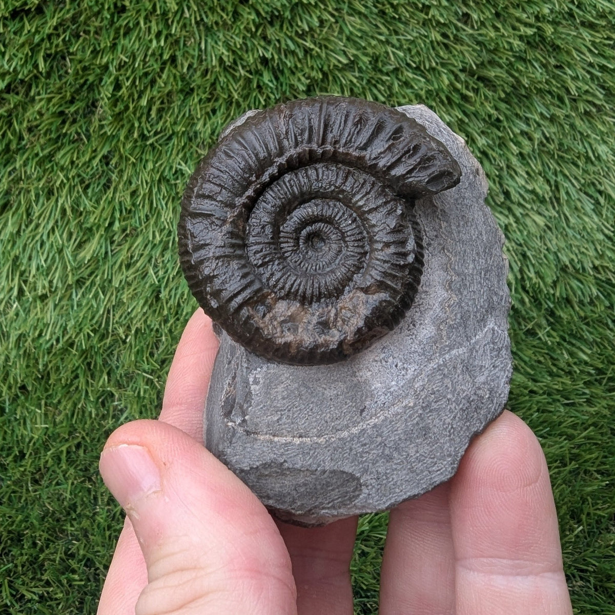 Ammonite fossil - Whitby Jurassic coast - North Yorkshire Fossils