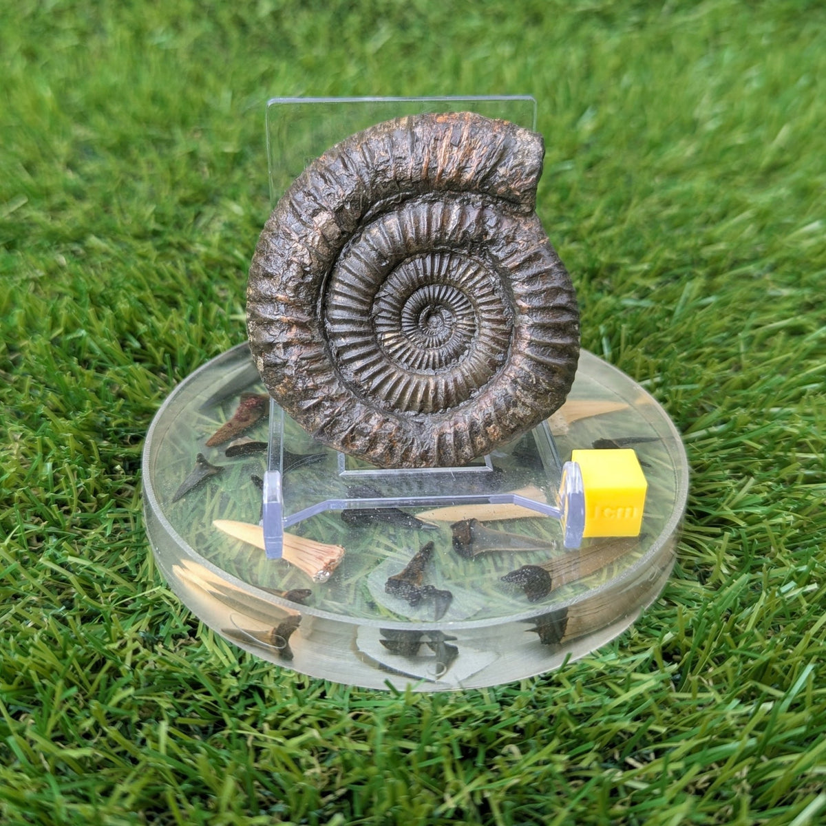 Ammonite fossil - Whitby Jurassic coast - North Yorkshire Fossils