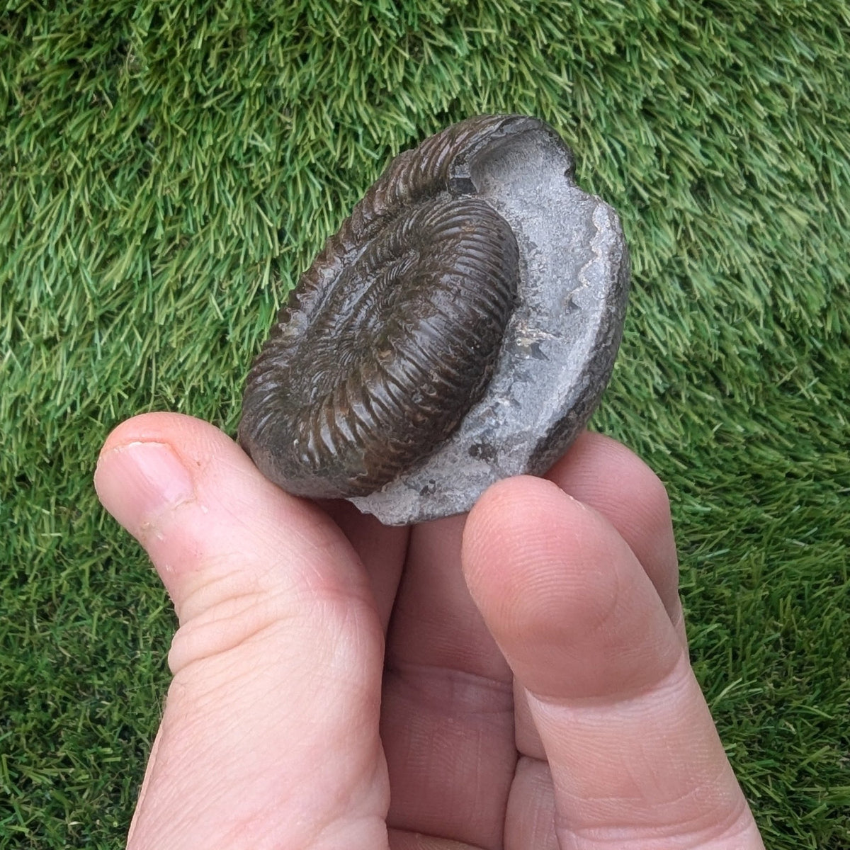 Ammonite fossil - Whitby Jurassic coast - North Yorkshire Fossils