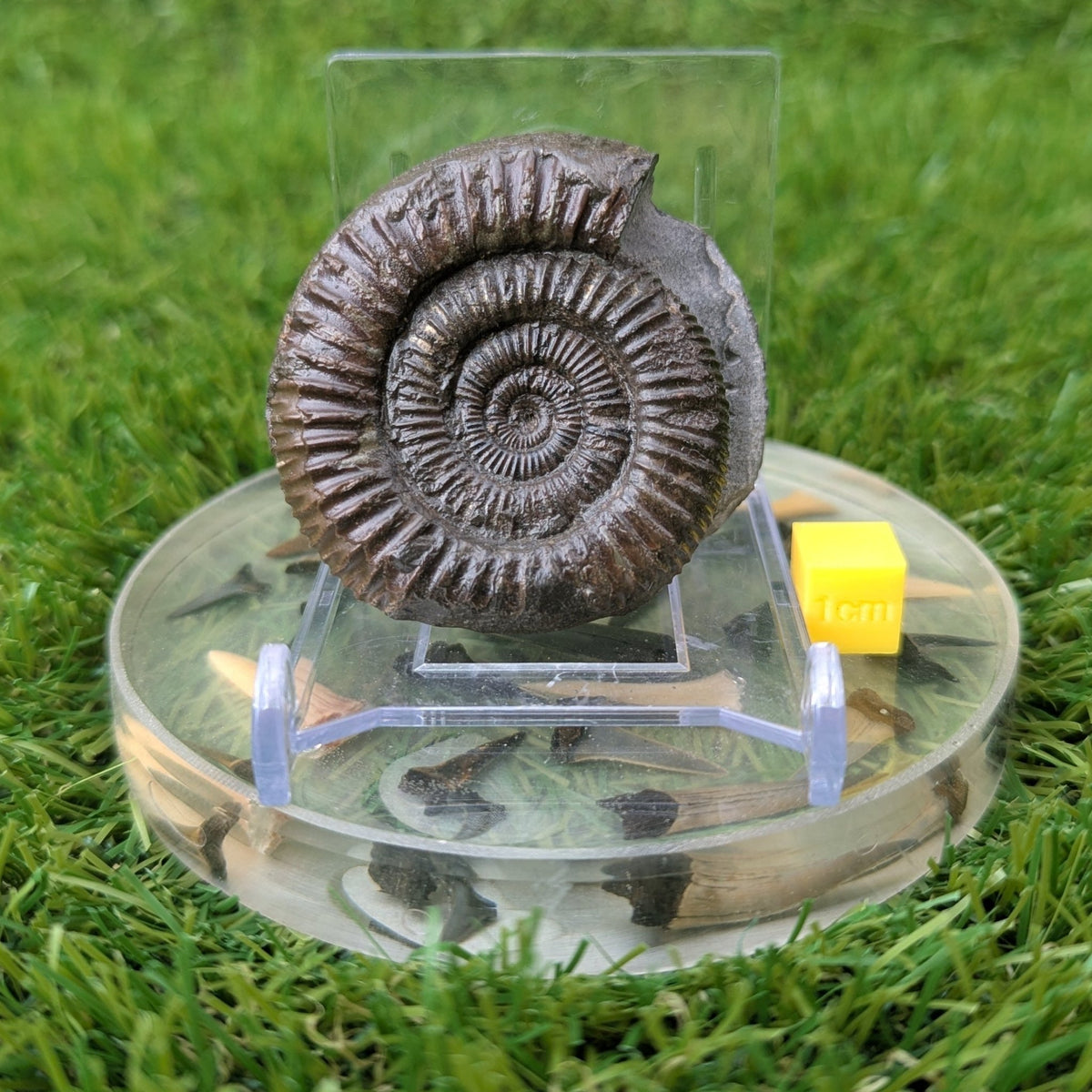 Ammonite fossil - Whitby Jurassic coast - North Yorkshire Fossils
