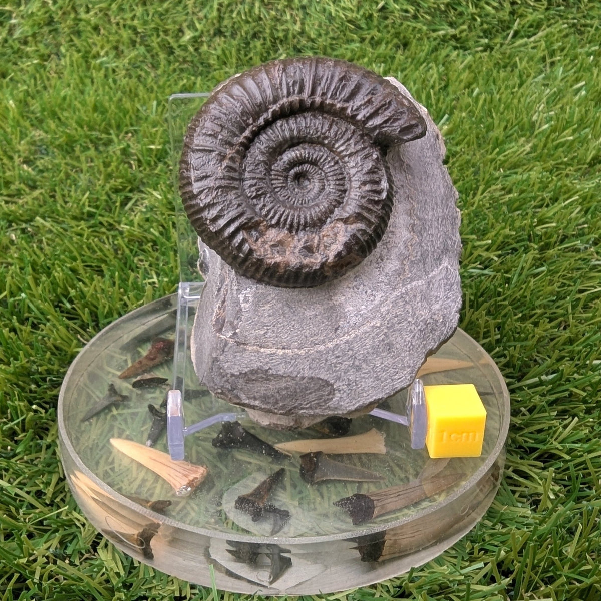 Ammonite fossil - Whitby Jurassic coast - North Yorkshire Fossils