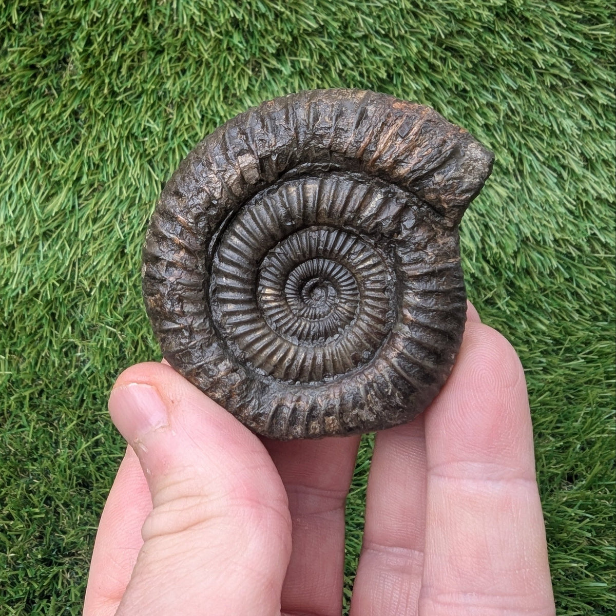 Ammonite fossil - Whitby Jurassic coast - North Yorkshire Fossils