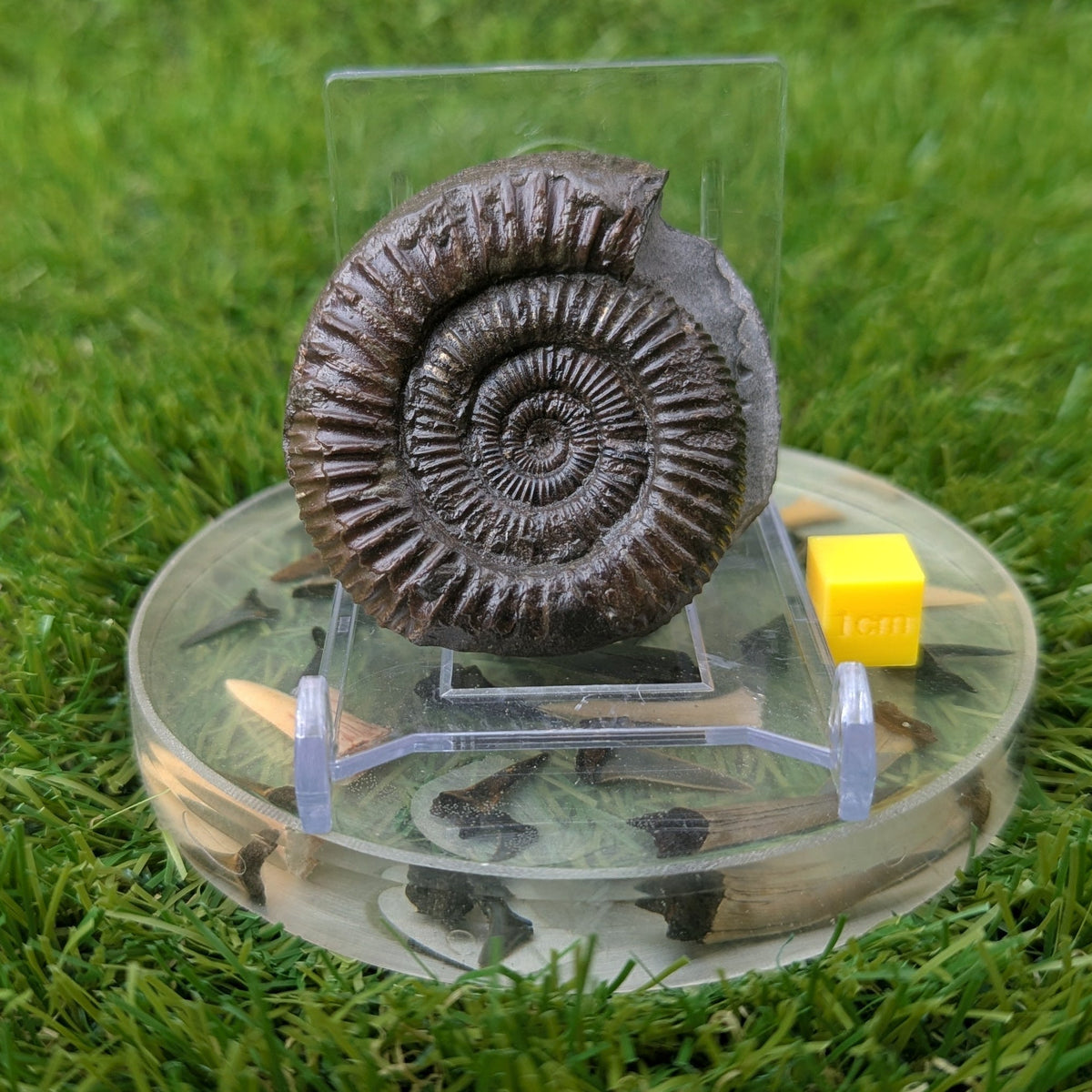 Ammonite fossil - Whitby Jurassic coast - North Yorkshire Fossils