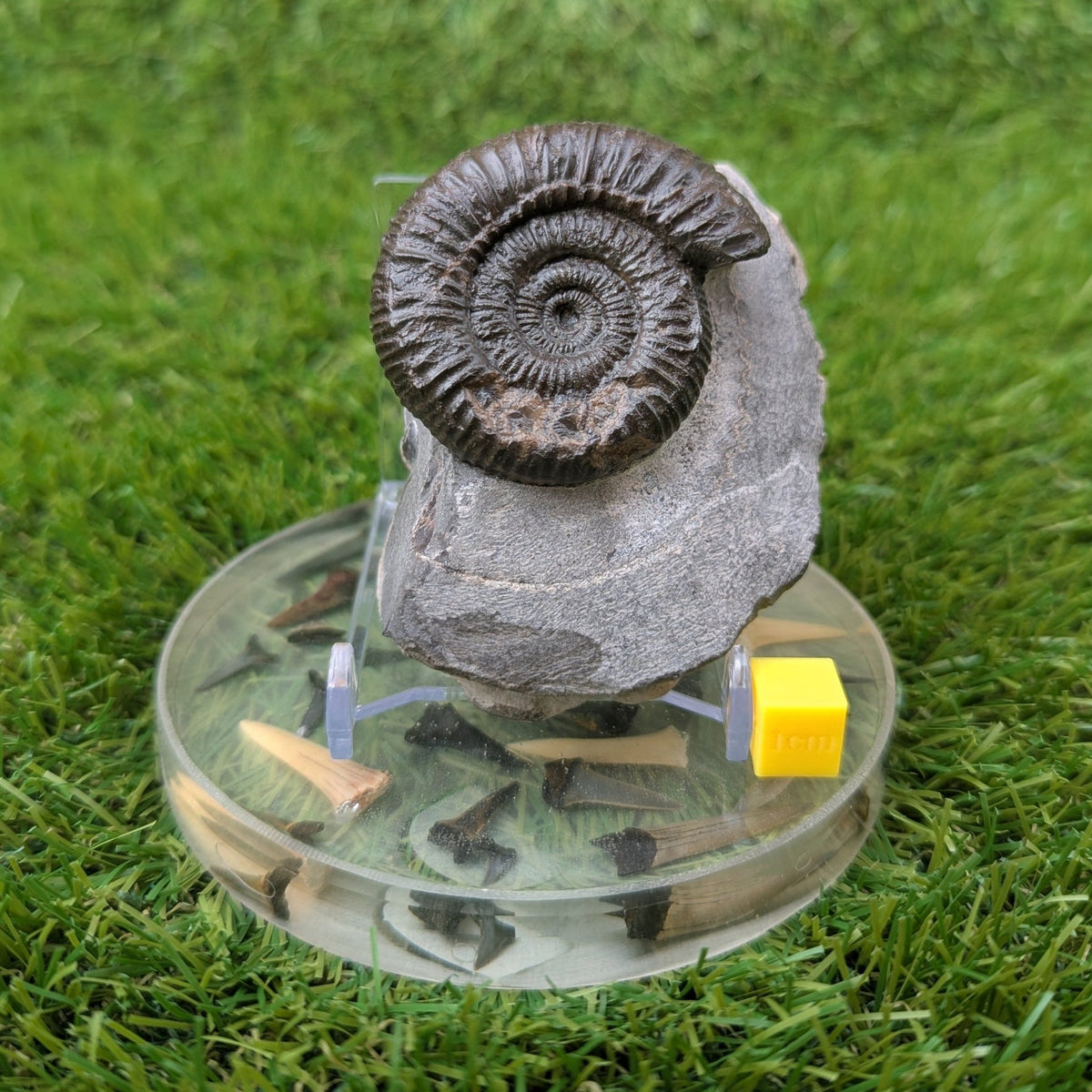 Ammonite fossil - Whitby Jurassic coast - North Yorkshire Fossils