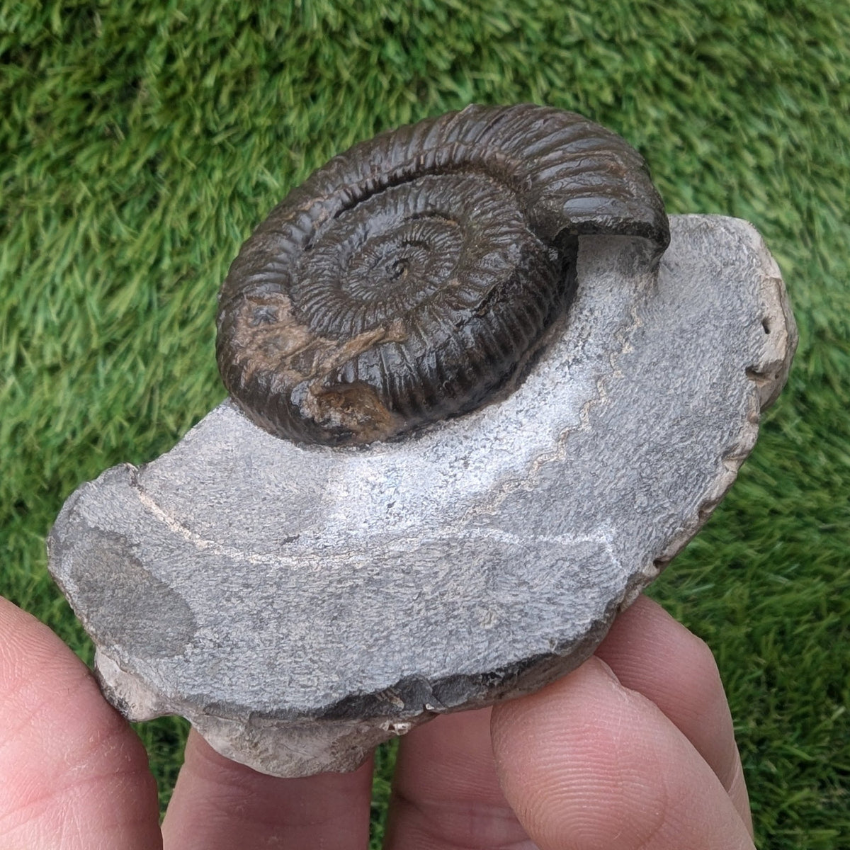 Ammonite fossil - Whitby Jurassic coast - North Yorkshire Fossils