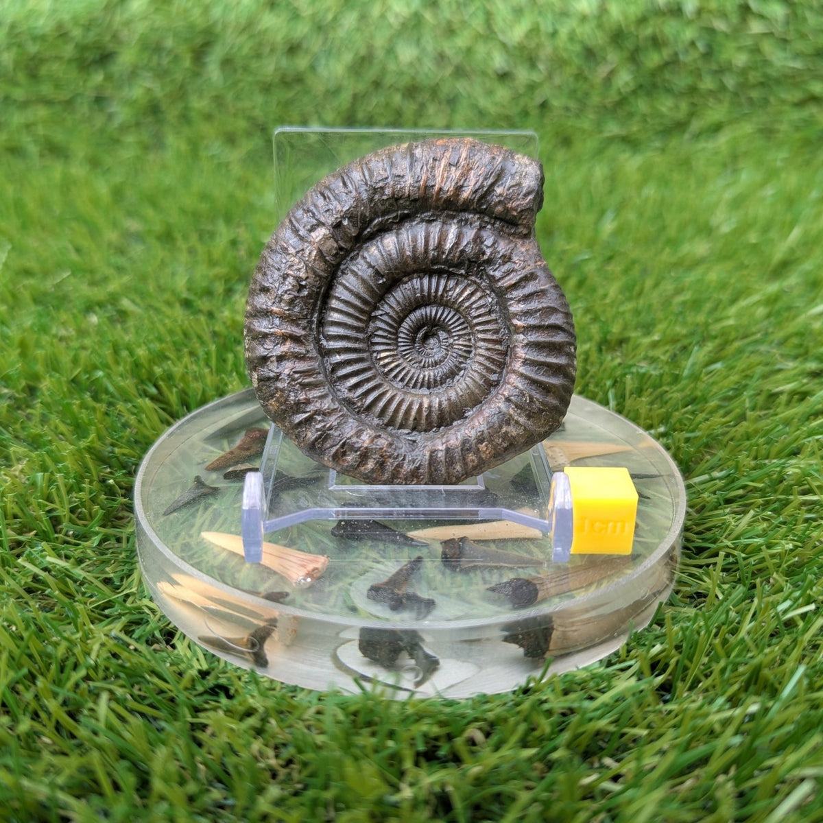 Ammonite fossil - Whitby Jurassic coast - North Yorkshire Fossils