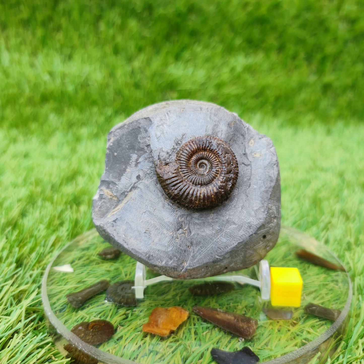 Ammonite fossil Whitby Jurassic coast UK - North Yorkshire Fossils