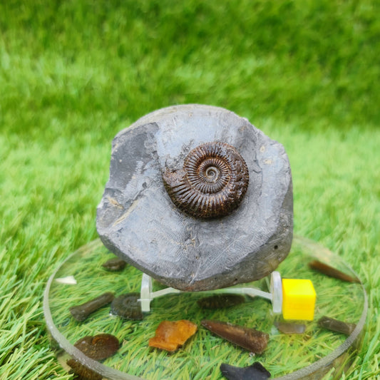 Ammonite fossil Whitby Jurassic coast UK - North Yorkshire Fossils