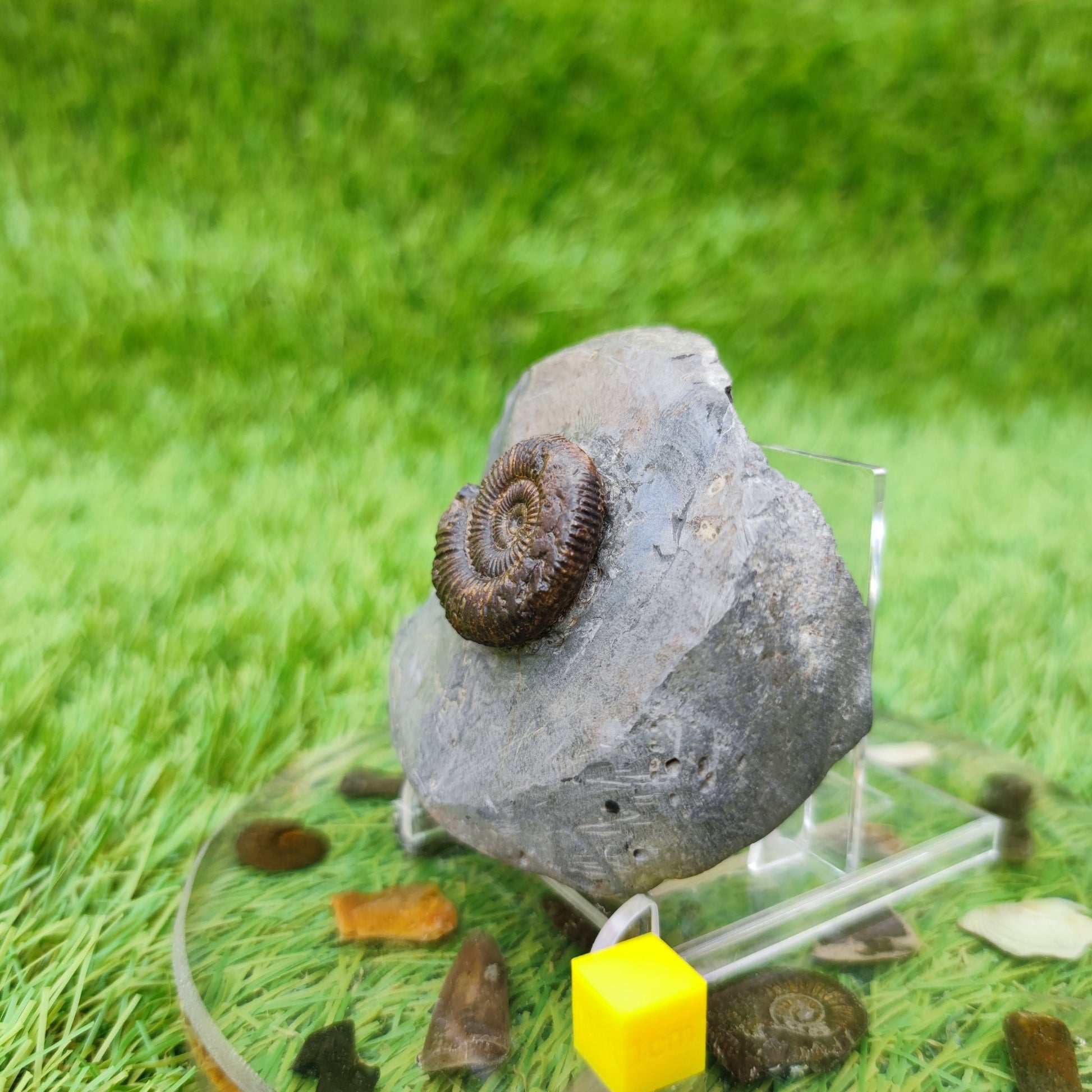 Ammonite fossil Whitby Jurassic coast UK - North Yorkshire Fossils