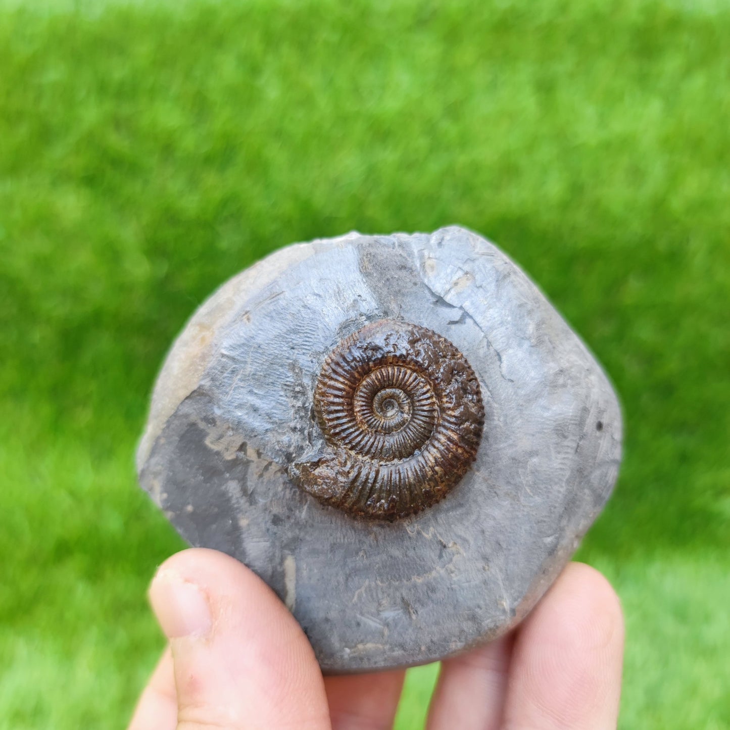 Ammonite fossil Whitby Jurassic coast UK - North Yorkshire Fossils