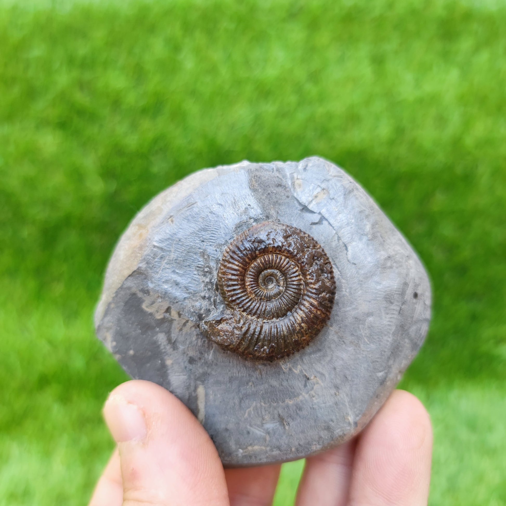Ammonite fossil Whitby Jurassic coast UK - North Yorkshire Fossils