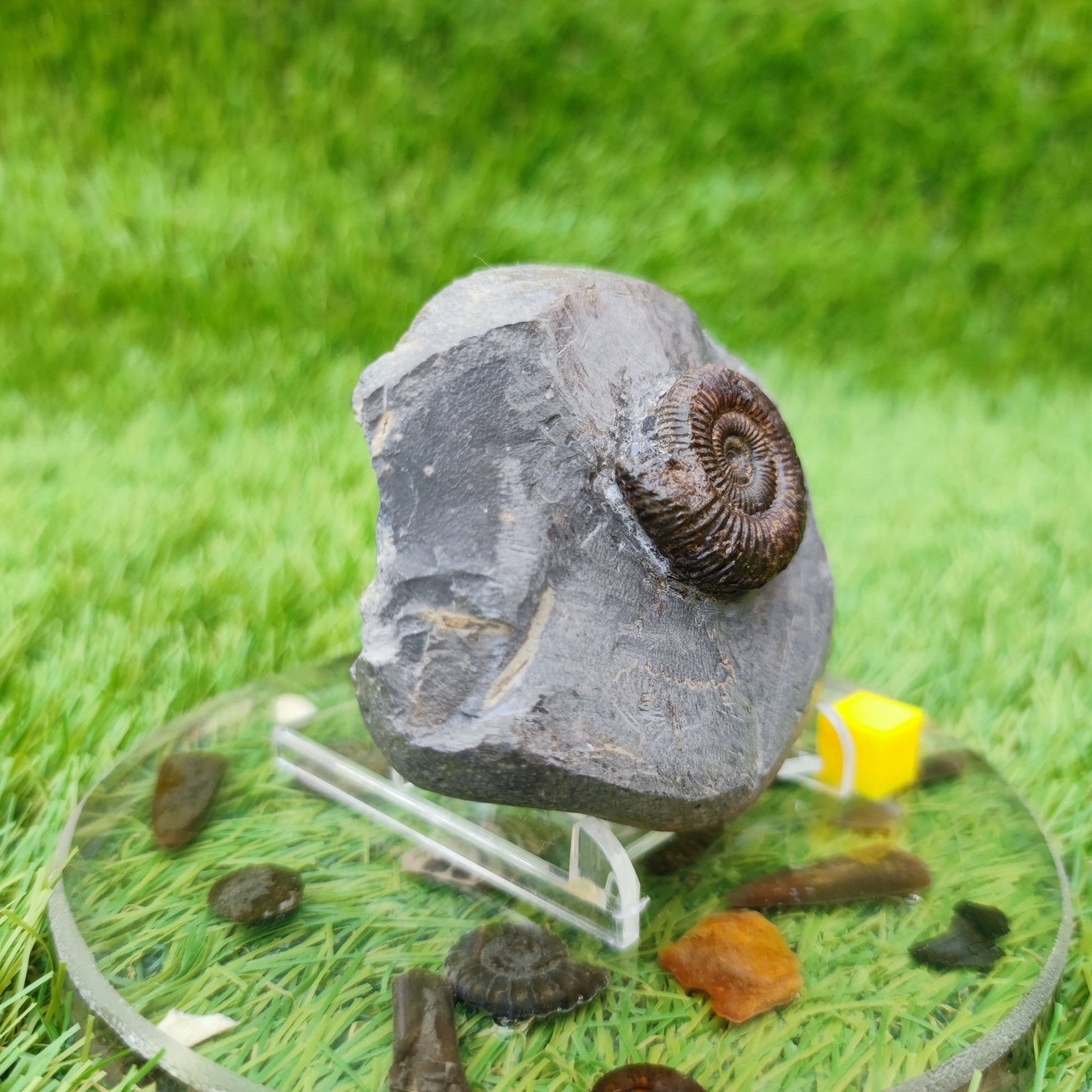 Ammonite fossil Whitby Jurassic coast UK - North Yorkshire Fossils