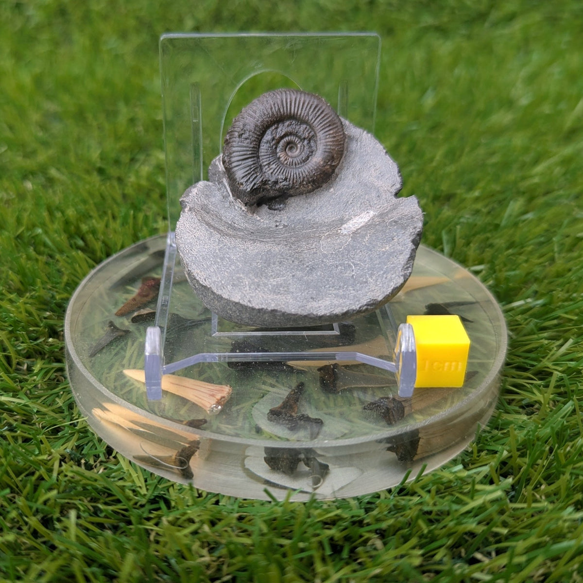 Ammonite fossil - Whitby North Yorkshire - North Yorkshire Fossils