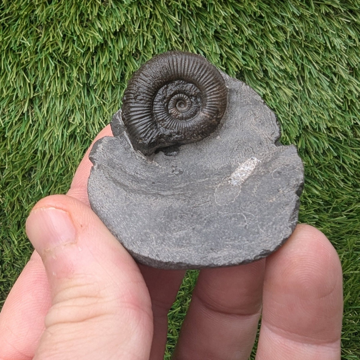 Ammonite fossil - Whitby North Yorkshire - North Yorkshire Fossils