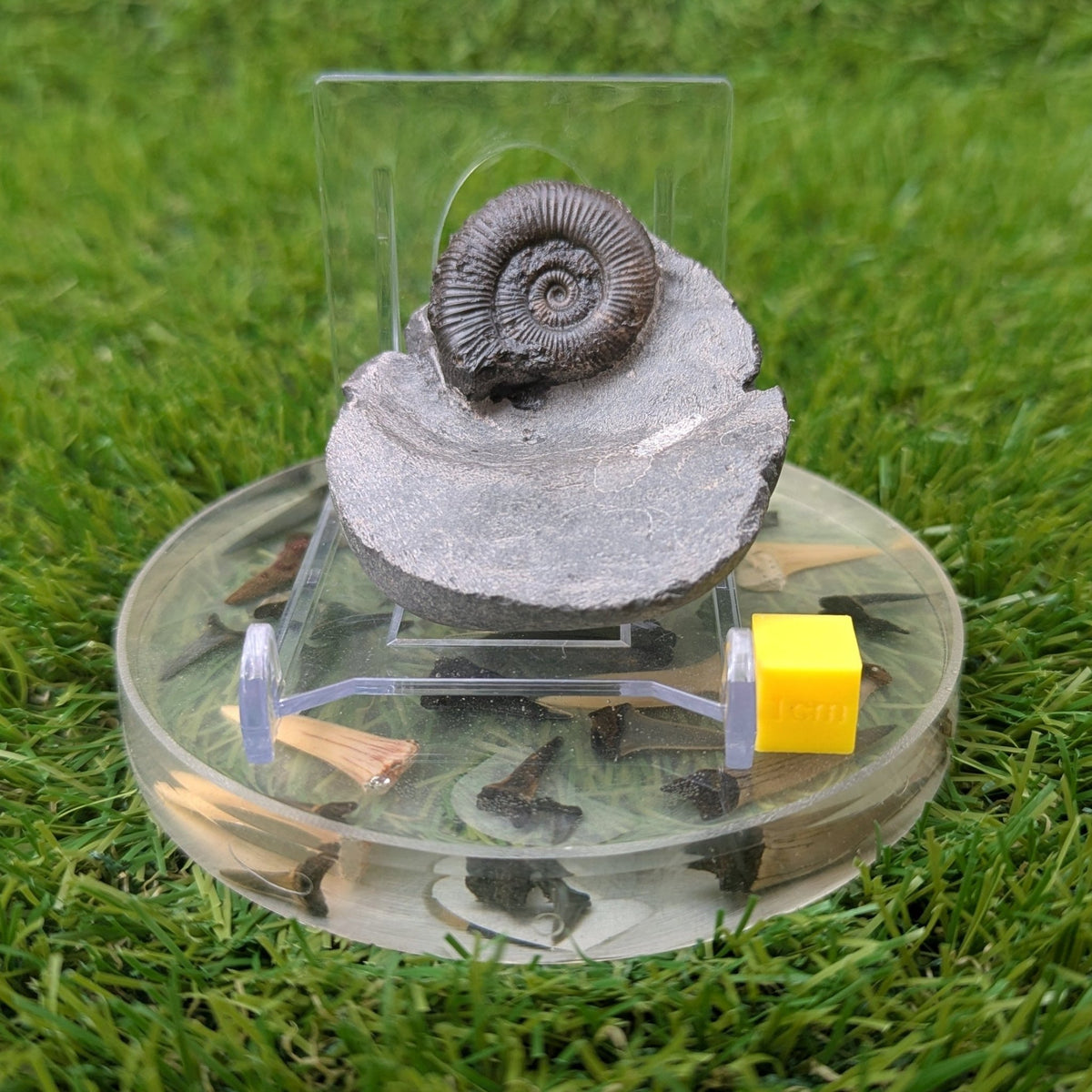 Ammonite fossil - Whitby North Yorkshire - North Yorkshire Fossils