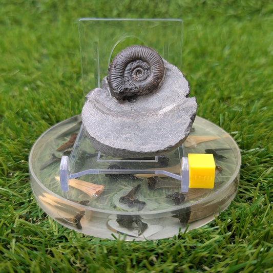 Ammonite fossil - Whitby North Yorkshire - North Yorkshire Fossils