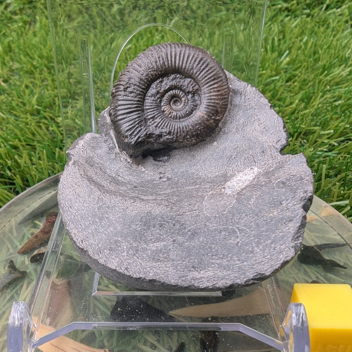 Ammonite fossil - Whitby North Yorkshire - North Yorkshire Fossils