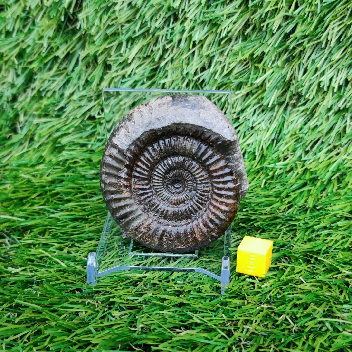 Ammonite fossil Whitby Yorkshire Jurassic coast - North Yorkshire Fossils