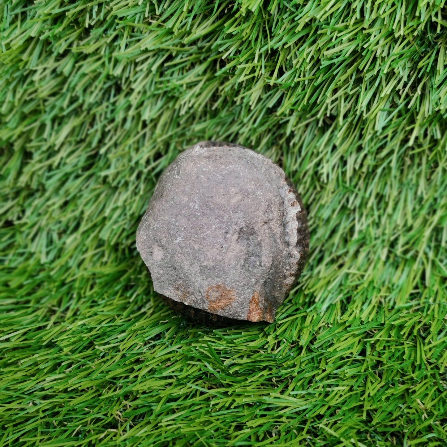 Ammonite fossil Whitby Yorkshire Jurassic coast - North Yorkshire Fossils