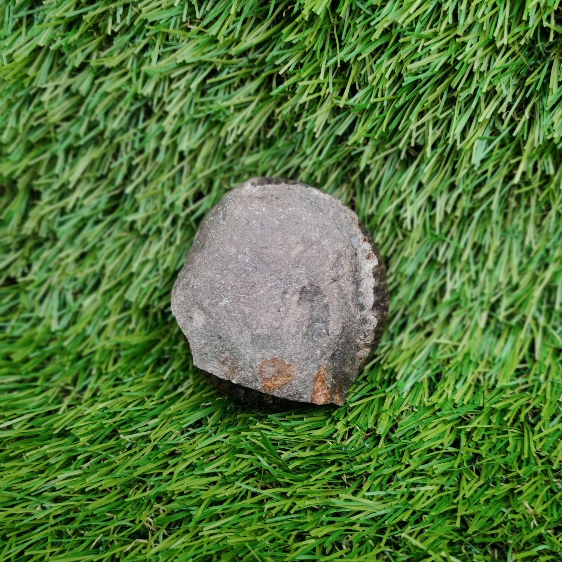 Ammonite fossil Whitby Yorkshire Jurassic coast - North Yorkshire Fossils