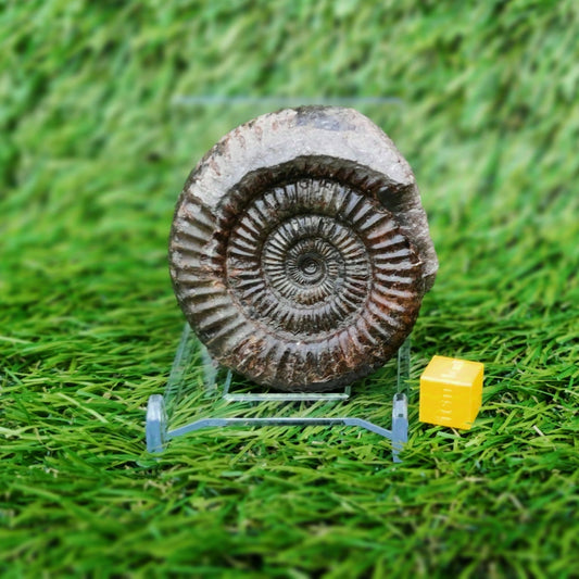 Ammonite fossil Whitby Yorkshire Jurassic coast - North Yorkshire Fossils