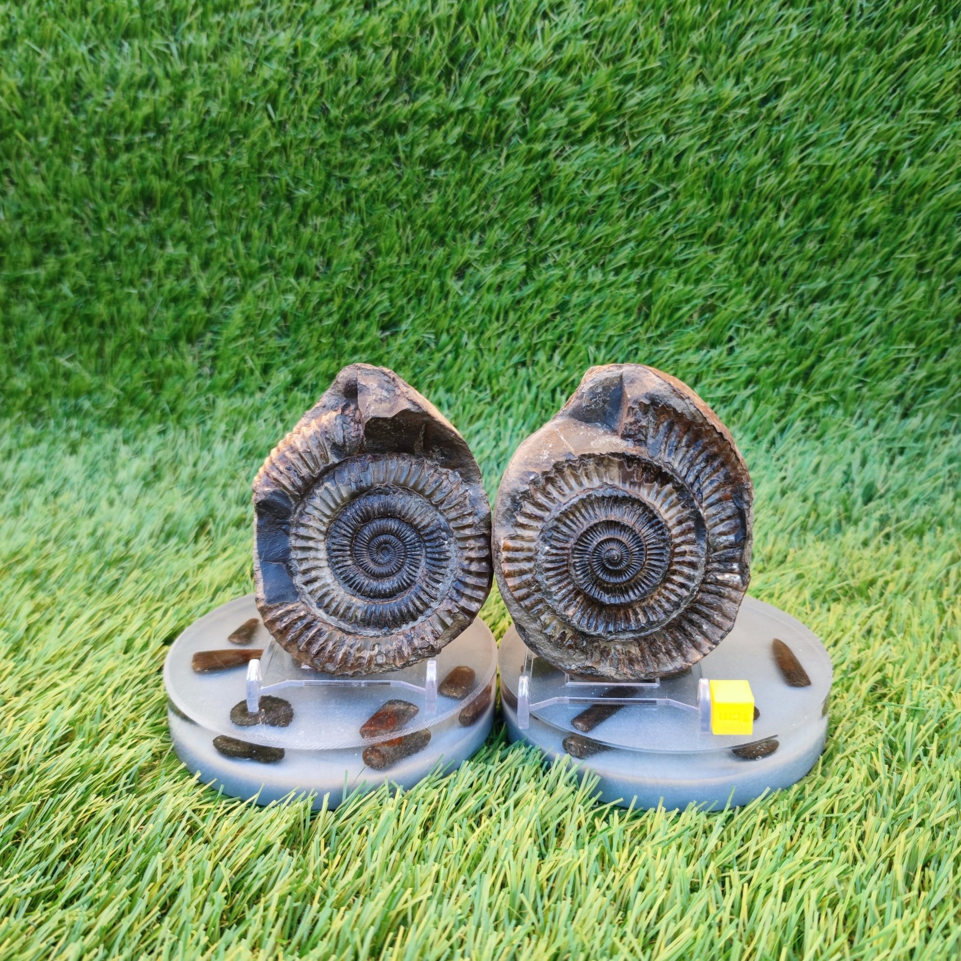 Ammonite fossil Whitby Yorkshire split pair Jurassic coast - North Yorkshire Fossils