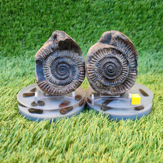 Ammonite fossil Whitby Yorkshire split pair Jurassic coast - North Yorkshire Fossils