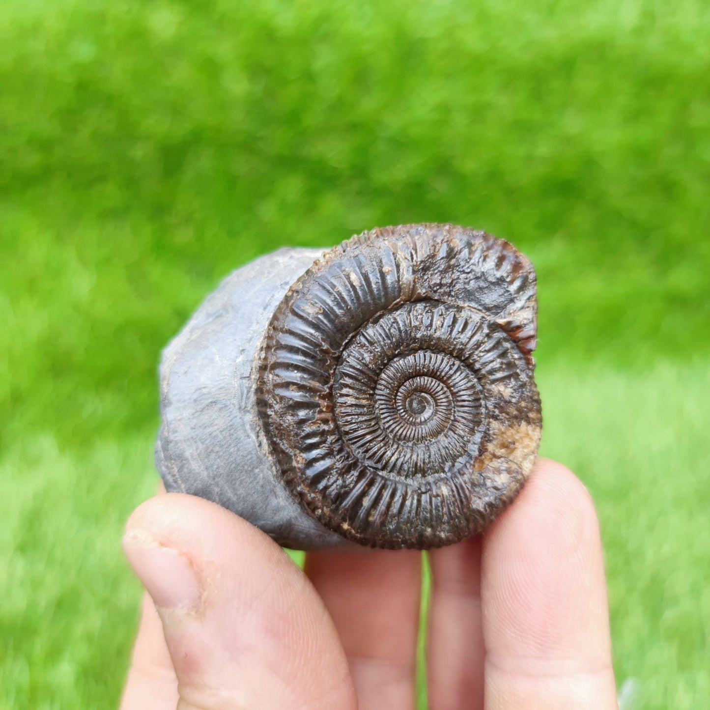 Ammonite fossil Whitby Yorkshire UK - North Yorkshire Fossils