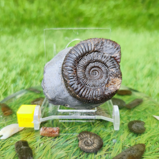 Ammonite fossil Whitby Yorkshire UK - North Yorkshire Fossils