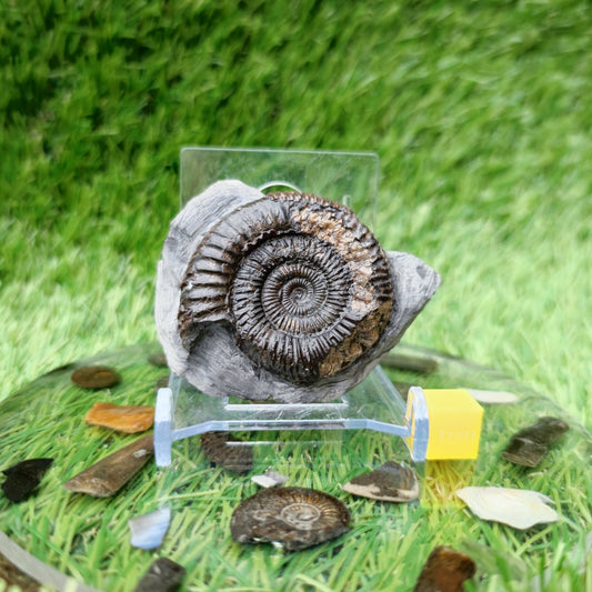 Ammonite fossil Yorkshire Jurassic coast - North Yorkshire Fossils