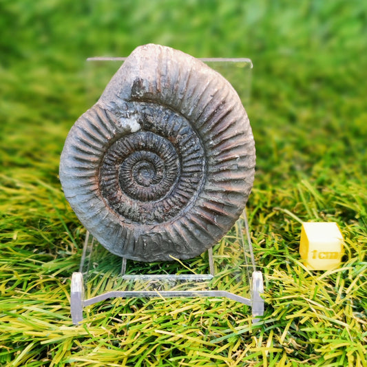Ammonite fossil Yorkshire Jurassic coast - North Yorkshire Fossils