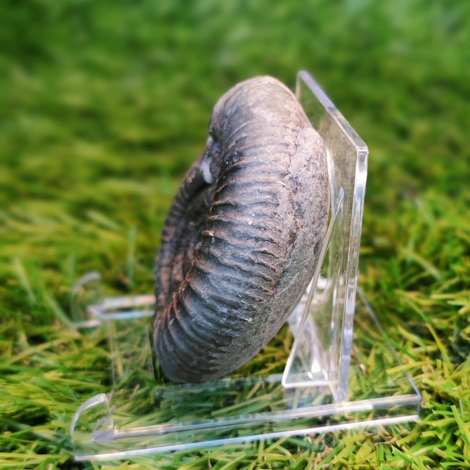 Ammonite fossil Yorkshire Jurassic coast - North Yorkshire Fossils