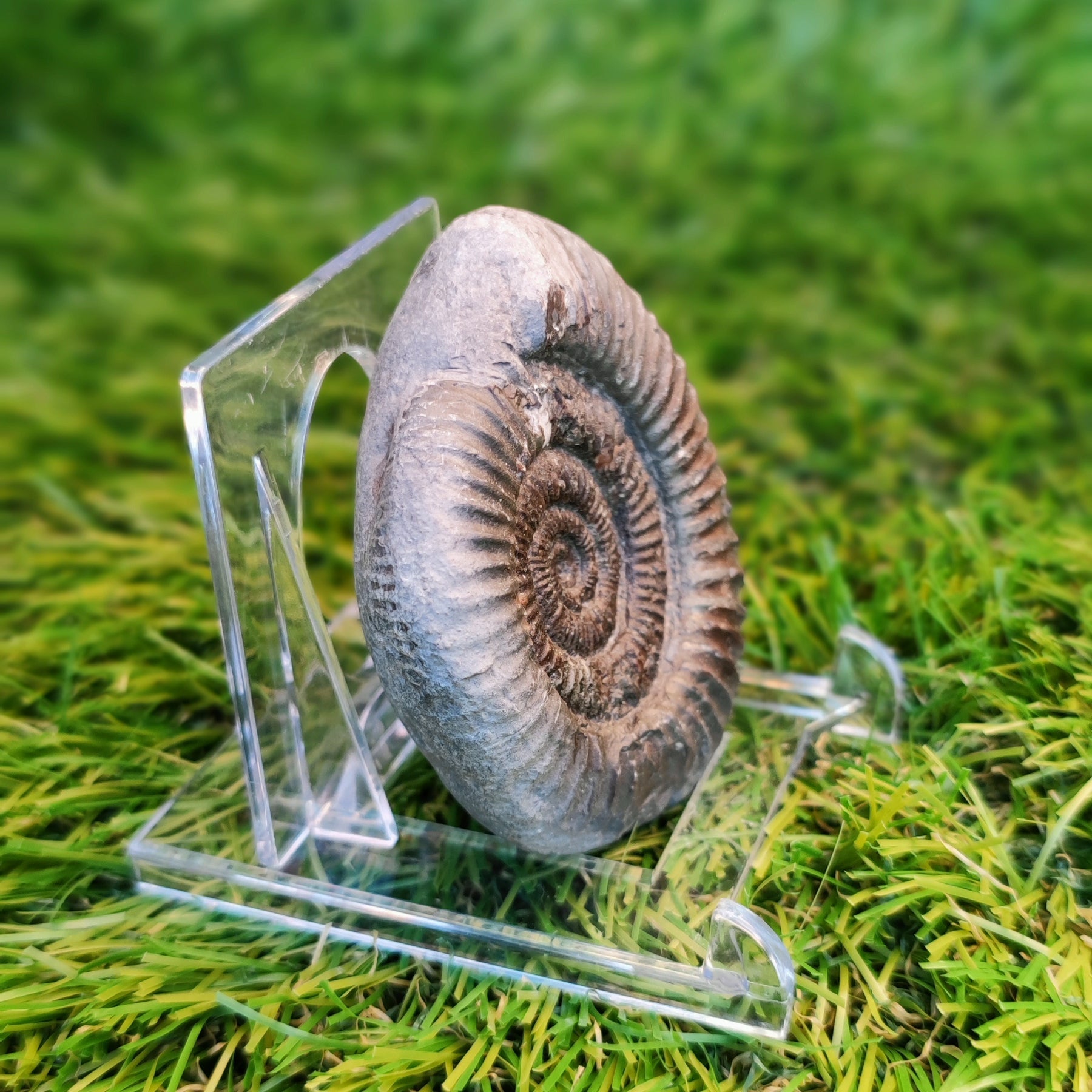 Ammonite fossil Yorkshire Jurassic coast - North Yorkshire Fossils