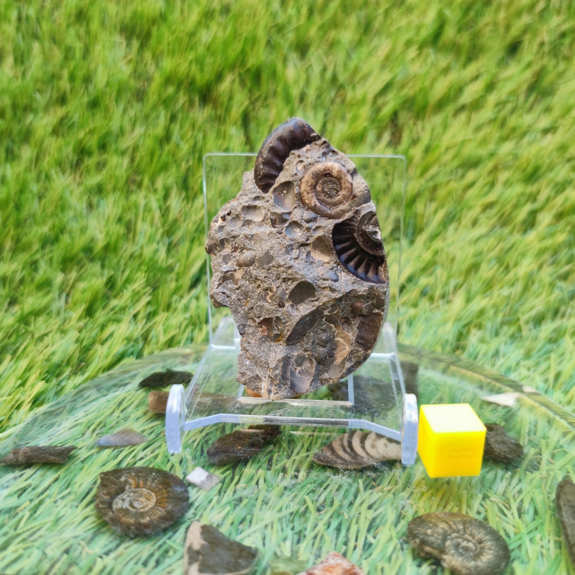 Ammonite & shell cluster block Holderness coast Yorkshire - North Yorkshire Fossils