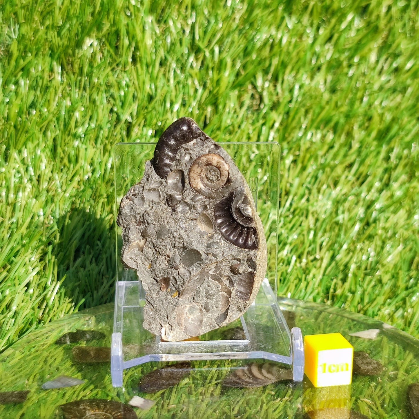 Ammonite & shell cluster block Holderness coast Yorkshire - North Yorkshire Fossils