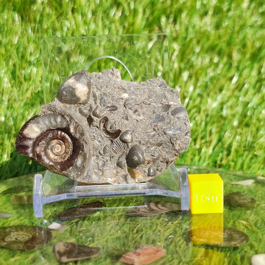 Ammonite & shell cluster block Holderness coast Yorkshire - North Yorkshire Fossils