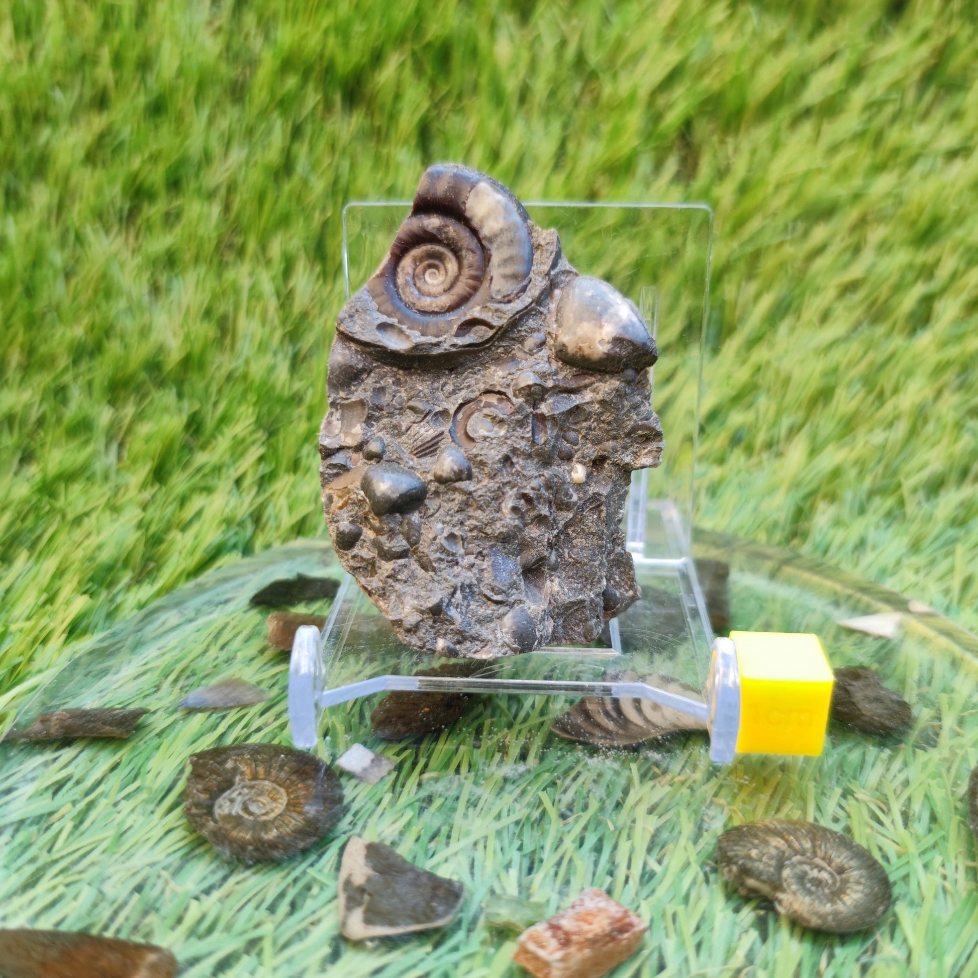 Ammonite & shell cluster block Holderness coast Yorkshire - North Yorkshire Fossils