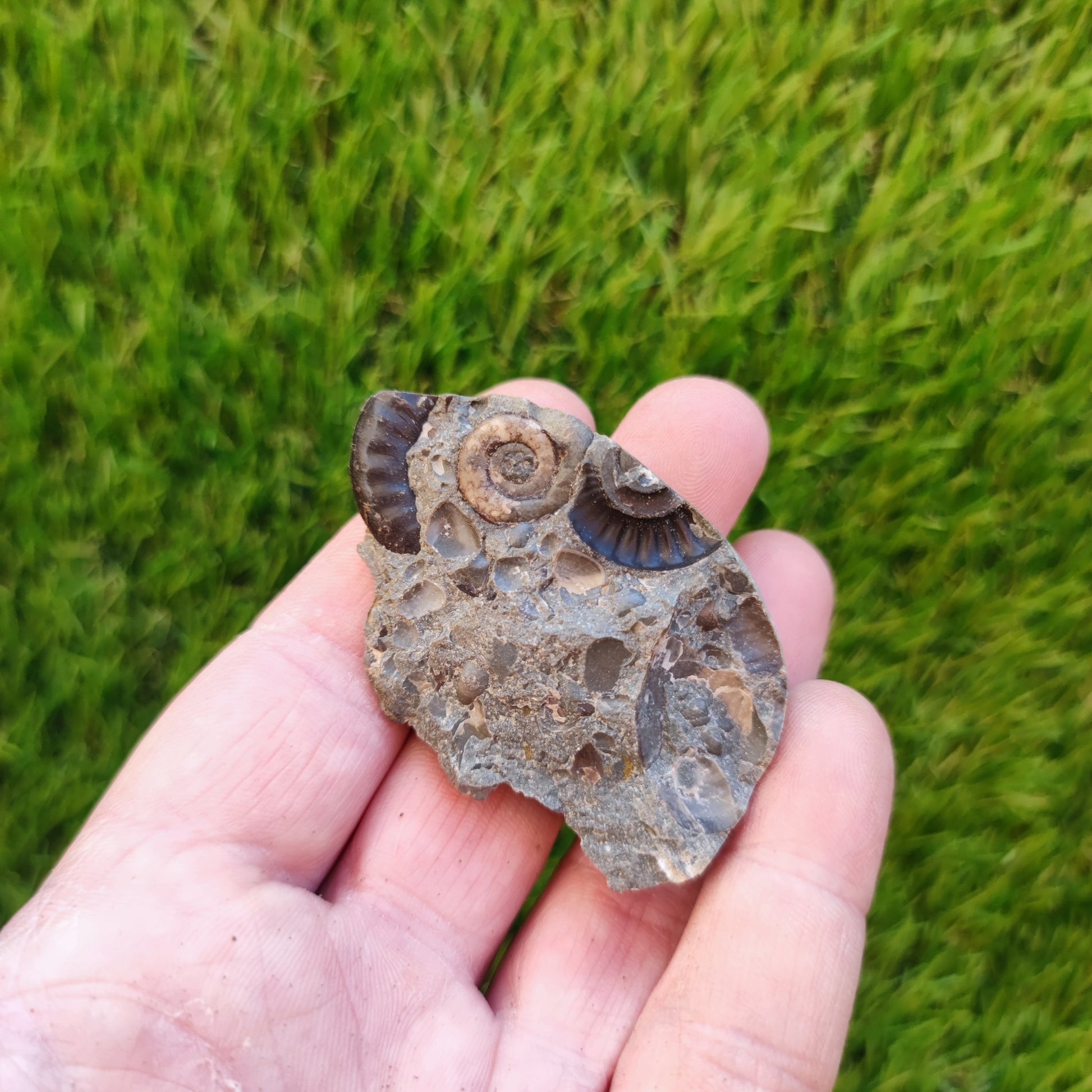 Ammonite & shell cluster block Holderness coast Yorkshire - North Yorkshire Fossils
