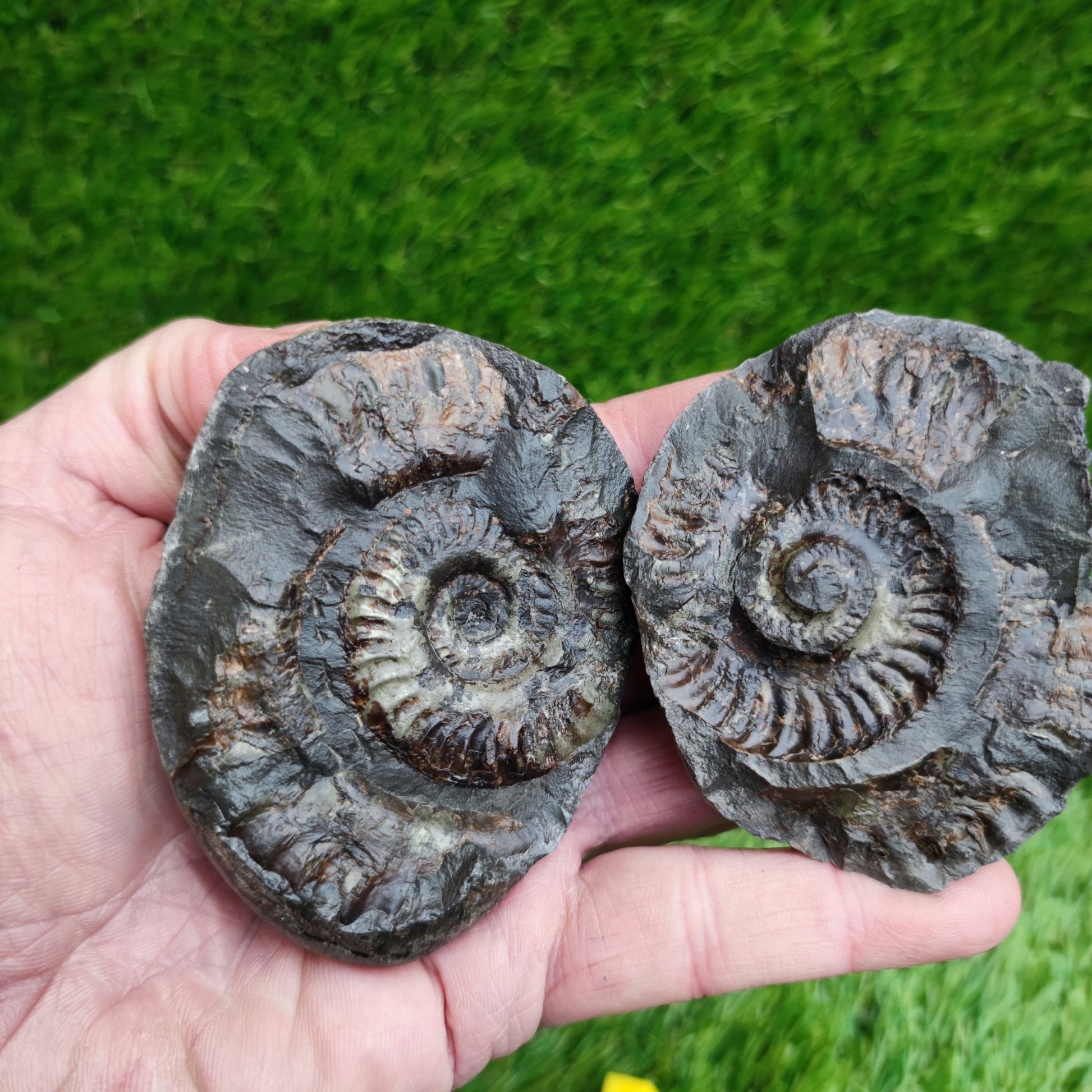 Ammonite split pair fossil Sandsend Yorkshire - North Yorkshire Fossils