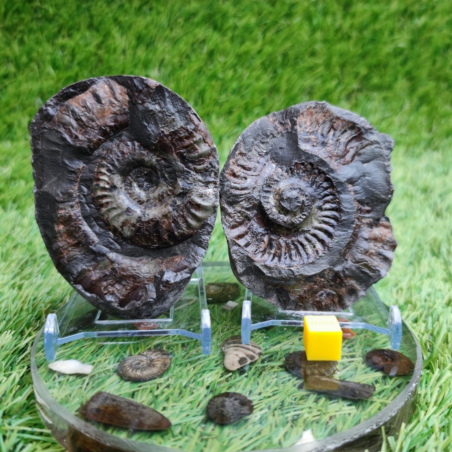 Ammonite split pair fossil Sandsend Yorkshire - North Yorkshire Fossils