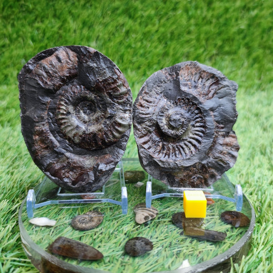 Ammonite split pair fossil Sandsend Yorkshire - North Yorkshire Fossils