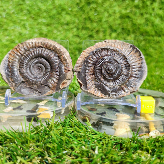 Ammonite split pair North Yorkshire Fossils - North Yorkshire Fossils