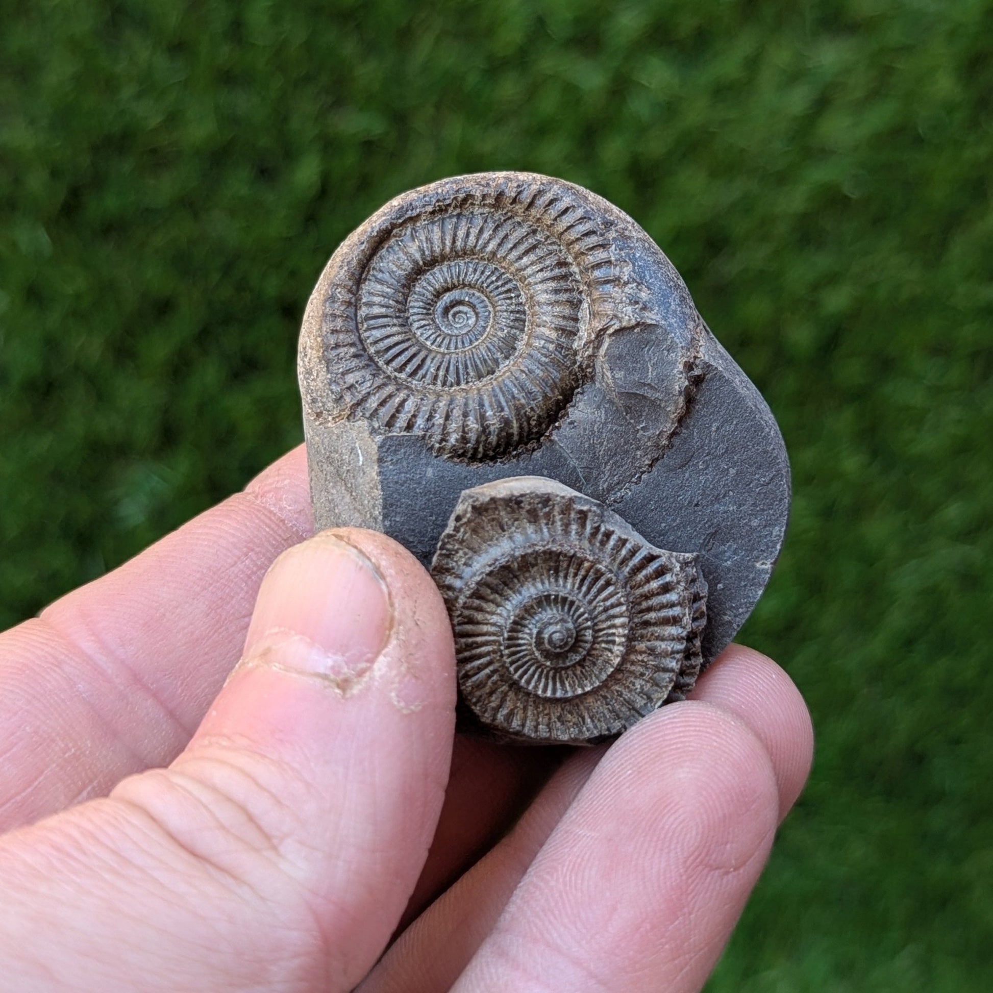 Ammonite split pair North Yorkshire fossils - North Yorkshire Fossils
