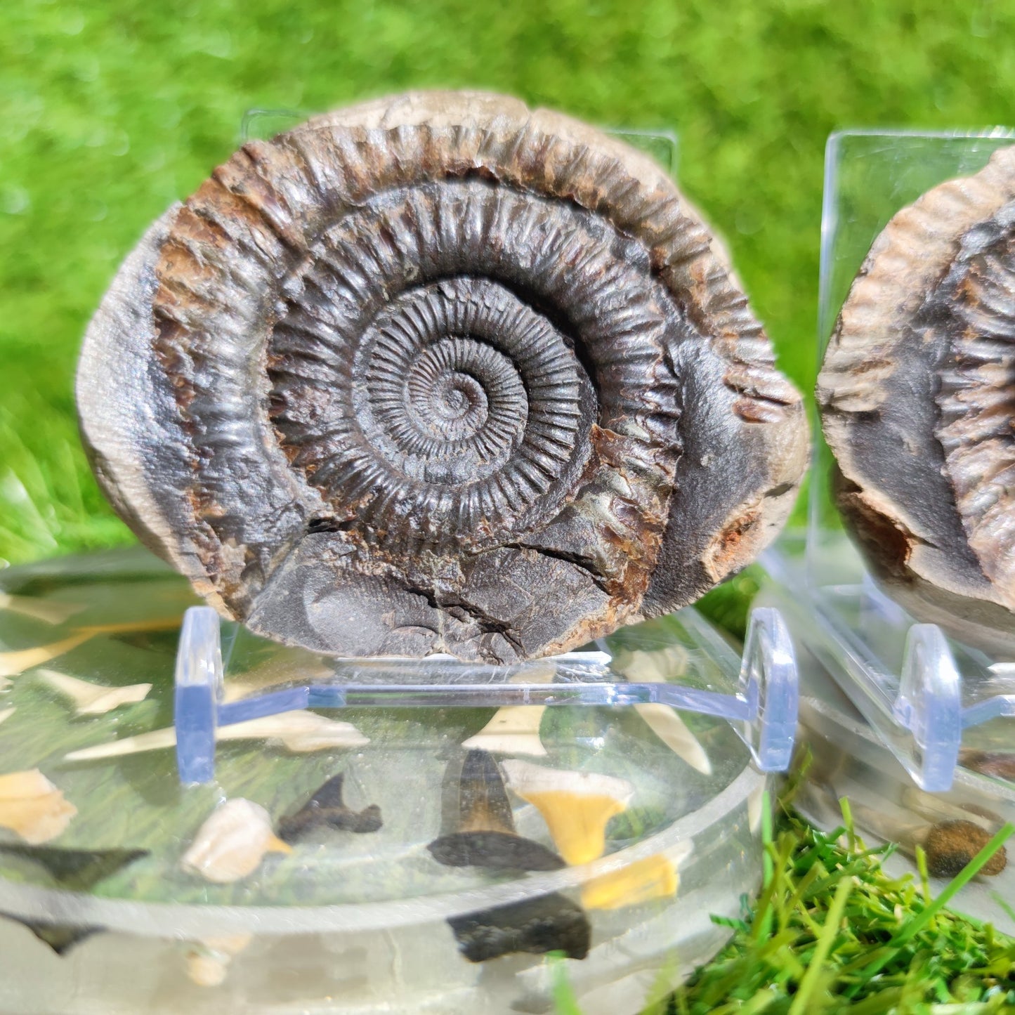 Ammonite split pair North Yorkshire Fossils - North Yorkshire Fossils