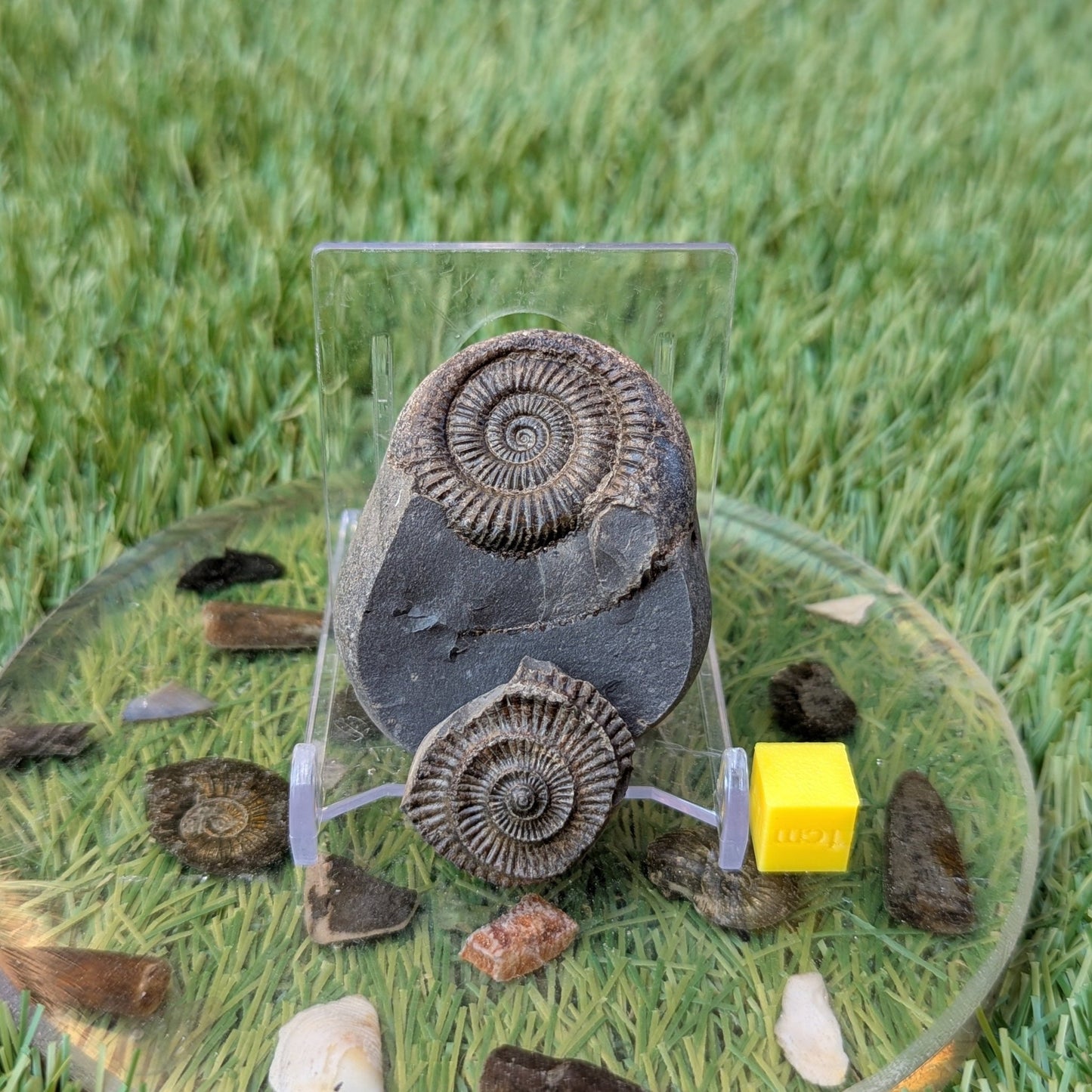 Ammonite split pair North Yorkshire fossils - North Yorkshire Fossils