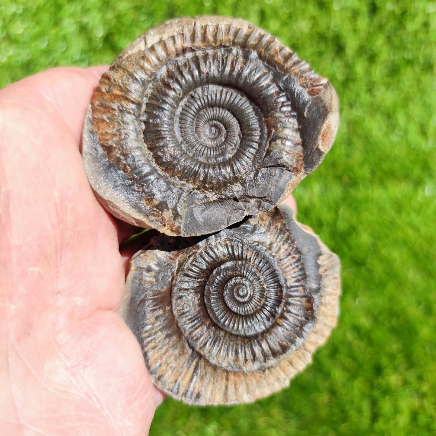 Ammonite split pair North Yorkshire Fossils - North Yorkshire Fossils