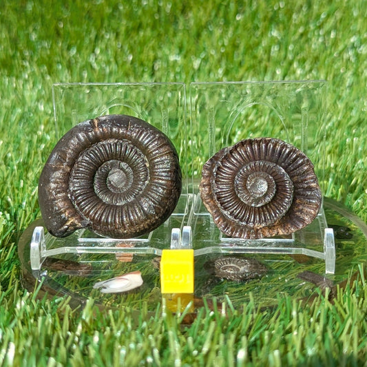 Ammonite split pair North Yorkshire fossils - North Yorkshire Fossils