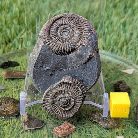 Ammonite split pair North Yorkshire fossils - North Yorkshire Fossils