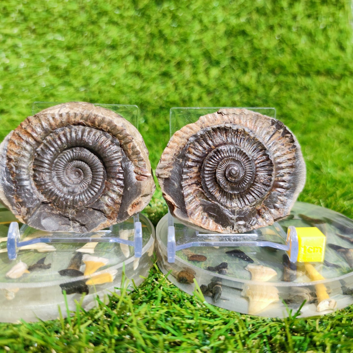 Ammonite split pair North Yorkshire Fossils - North Yorkshire Fossils